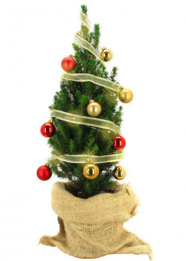 Le Traditionnel - Sapin naturel en pot jute