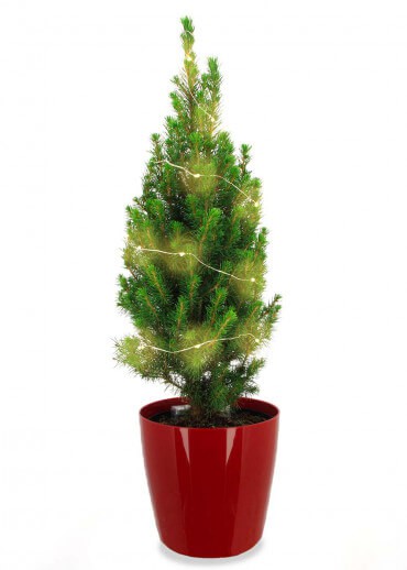 Sapin sans décoration - Sapin naturel en pot rouge avec guirlande