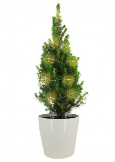 Sapin sans décoration - Sapin naturel en pot blanc avec guirlande
